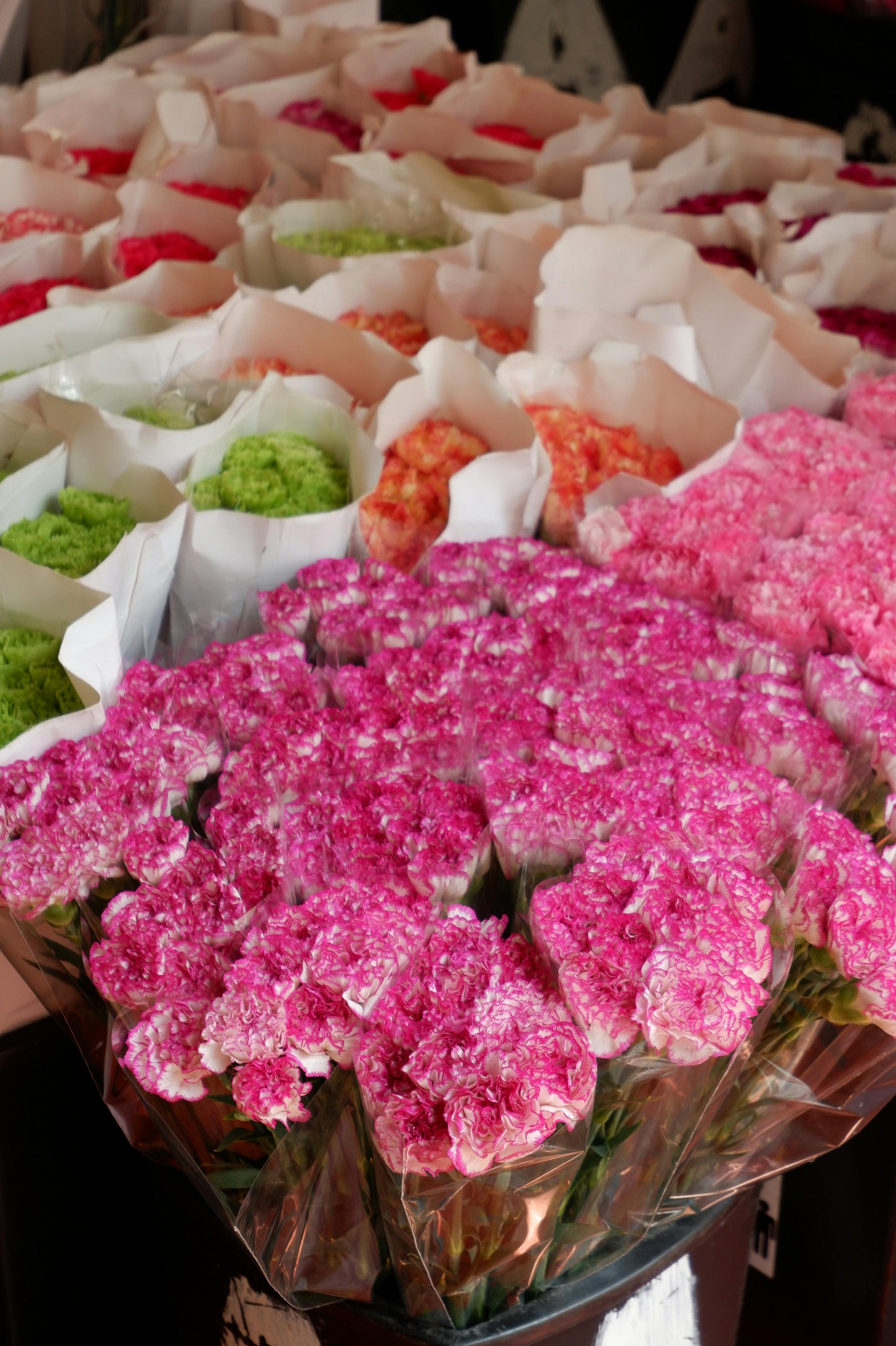 Buch of carnation